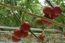 Batı Akdeniz 4 ayda 62 milyon dolarlık domates ihraç etti