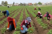 Çukurova'da tarımsal üretim hız kesmiyor