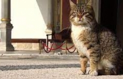 Topkapı Sarayı'nın 'kedi kapısı' bugünlerde 'Mülayim'e emanet