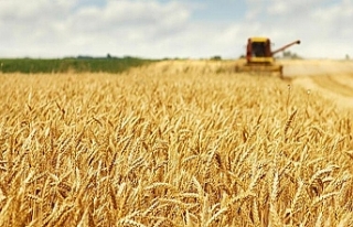 Buğday fiyatları 14 yılın zirvesinde