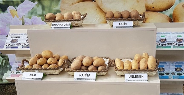 Tescilli 4 yerli patates ihaleyle satışta