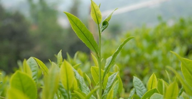 Çay ihracatı yüzde 219 arttı