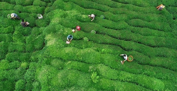 Doğu Karadeniz'den 6 ayda 2,3 milyon dolarlık çay ihracatı