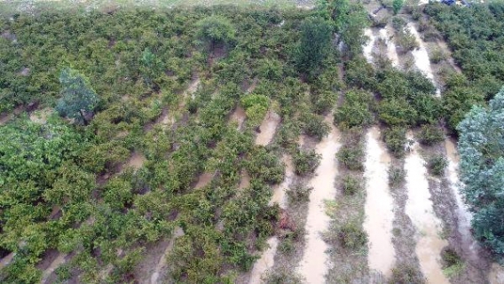 Ordu'daki selde bin 100 ton fındık zarar gördü