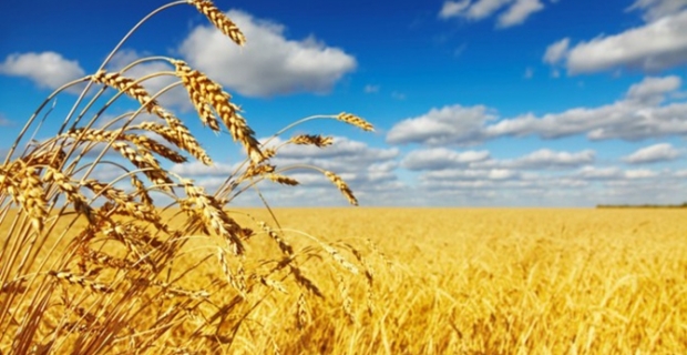 "Buğday ekim alanı 7,5 milyon hektara düştü"