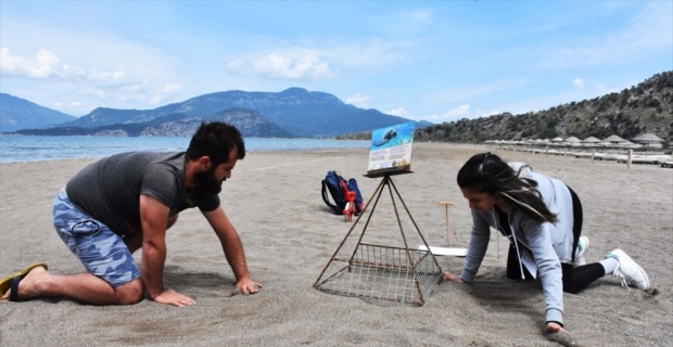 Caretta carettalar ilk yumurtalarını bıraktı