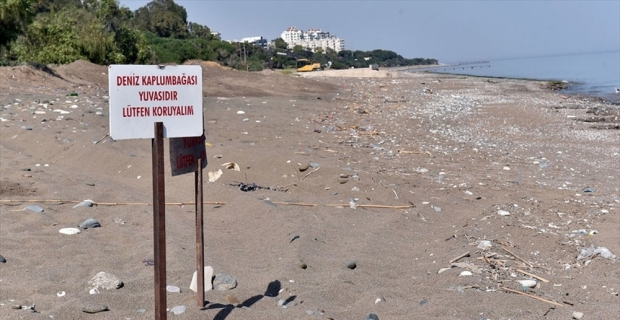 'Kumsala çıkan deniz kaplumbağalarını ürkütmeyin'