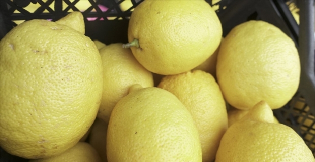 Narenciye ihracatını limon sırtladı