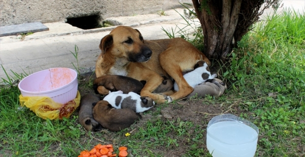 Cami avlusunda yavrulayan köpeğe imam sahip çıktı