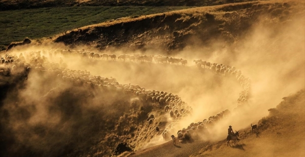 Sürülerin, Nemrut Dağı'na tozlu yolculuğu