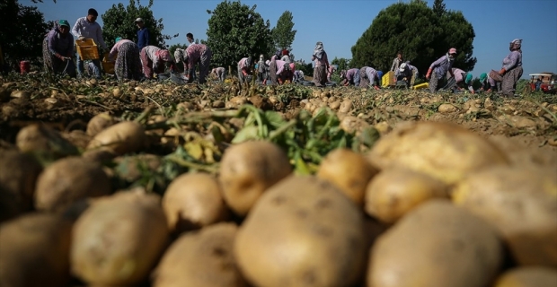 Tarım ve Orman Bakanı Pakdemirli: Türkiye patates üretiminde dünyada ilk 10'da