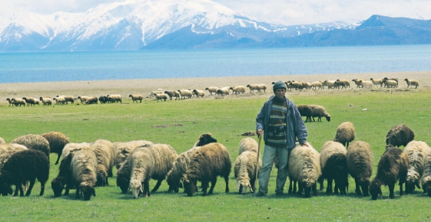 Hayvan yetiştiricilerinden, atıl hazine arazilere yönelim çağrı