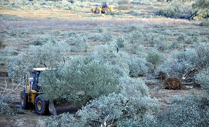 Zeytinlik alanlarda madencilik izni çıktı