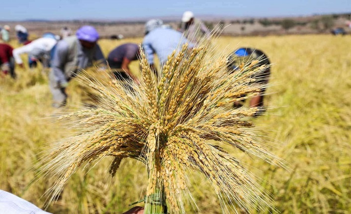 2022 çeltik alım fiyatları açıklandı