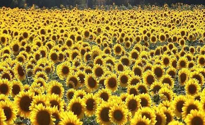 Ayçiçeği tohumu ithalatında gümrük vergisi düşürüldü