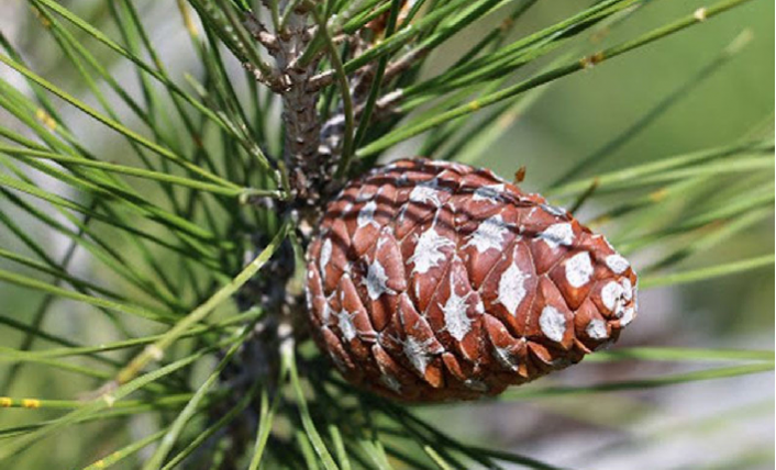 Bambi Yatak, 25 bin tohumu doğayla buluşturdu