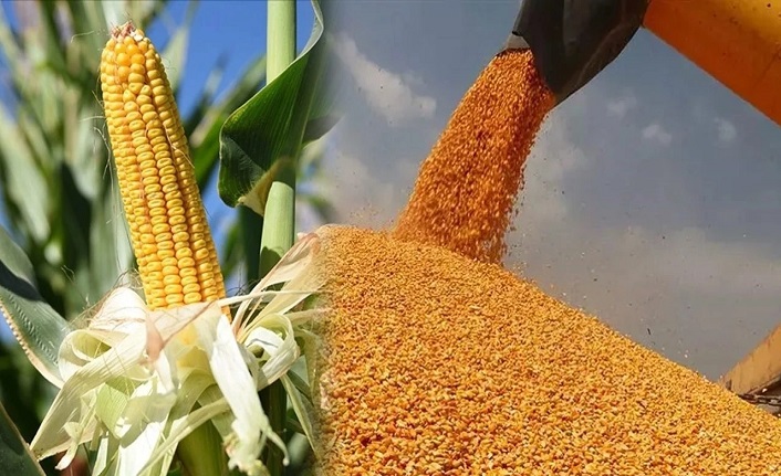 Mısır ithalatında tarife kontenjanı uygulanacak