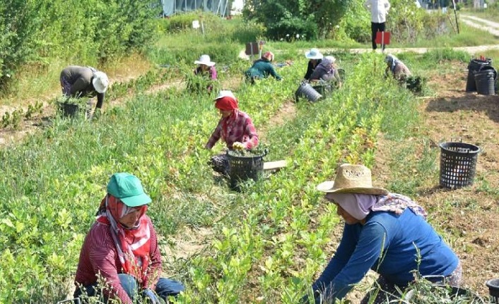 Türkiye’nin tarım envanteri çıkarılıyor: 450 bin çiftçi sisteme işlendi