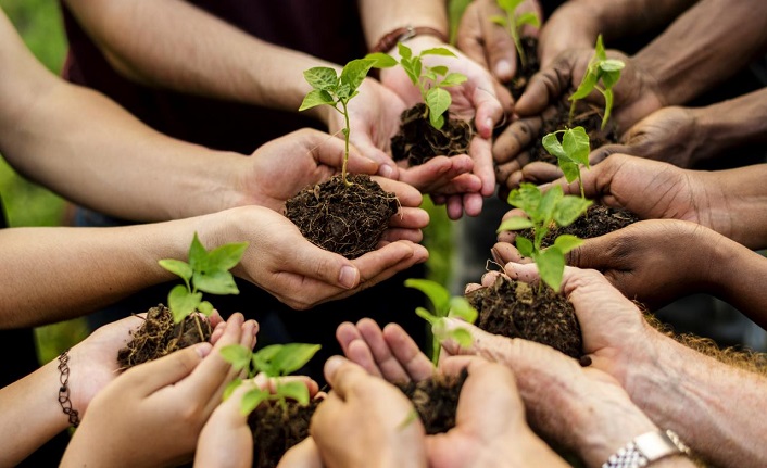 2025'te 517 milyon fidan ve tohum toprakla buluştu