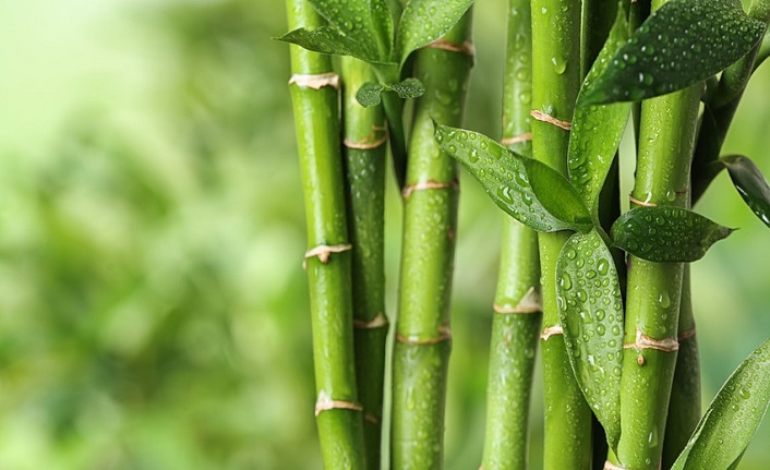 Bilim dünyası merceğe aldı: Bambu, yeni "süper gıda" olabilir