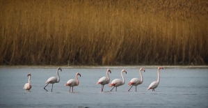 Van Gölü kuğu ve flamingoları ağırlıyor