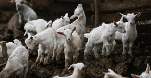 Keçi ıslahı projesinde ilk yavrular alındı