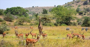 Kenya'da başkentin göbeğinde safari heyecanı