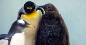 Küresel ısınma kral penguenleri de tehdit ediyor