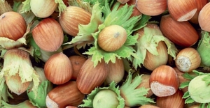 Düzce'de fındık hasat tarihleri belirlendi