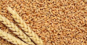 TMO, buğday alımı için ihale açtı