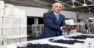 Marmarabirlik zeytin alımında rekor kıracak