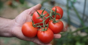 Rusya'nın Türkiye'den domates kotası 100 bin tona çıktı