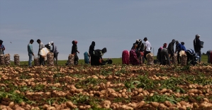 Turfanda patates hasadı devam ediyor