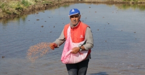 'Beyaz altının' tohumu toprakla buluştu