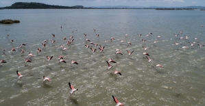 İzmir Kuş Cenneti'nde 20 bin flamingo kuluçkaya yattı