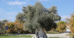 Mersin'deki tarihi zeytin ağaçları için tescil çalışması