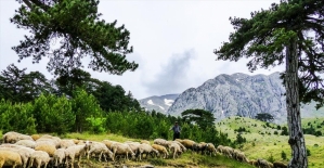 Yarım asırdır aynı yaylaya göçüyorlar