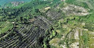 Ormanlaştırma iklim değişikliğine çare olabilir