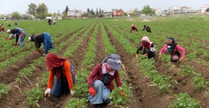 Çukurova'da tarımsal üretim hız kesmiyor