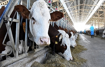 Gıda artıklarının yeme dönüştürülmesine yönelik yeni standartlar geliyor