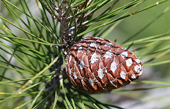 Bambi Yatak, 25 bin tohumu doğayla buluşturdu