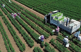 Bitkisel üretim tahıllar ve diğer bitkisel ürünlerde yüzde 5 azaldı