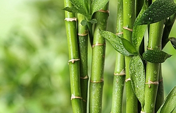 Bilim dünyası merceğe aldı: Bambu, yeni "süper gıda" olabilir