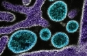 Çin’de chikungunya virüsü alarmı: Sivrisinek...