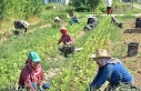 Türkiye’nin tarım envanteri çıkarılıyor: 450...