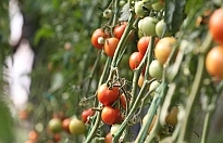 Destekler organik tarım üretimini artırdı