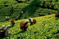 254 bin ton kuru çay üretildi