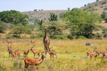 Kenya'da başkentin göbeğinde safari heyecanı