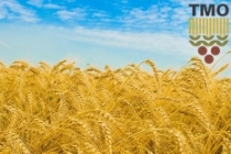 TMO, buğday satış fiyatlarını belirledi