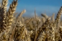 TMO, buğdayda küresel stok krizine karşı önlem aldı